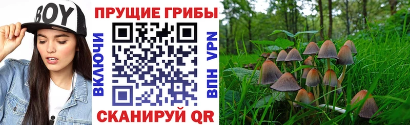 Галлюциногенные грибы Psilocybe  мориарти официальный сайт  Дыгулыбгей 